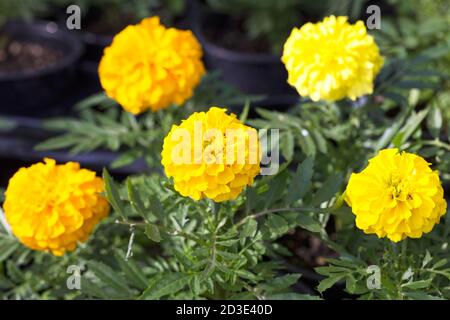 Fiori gialli ripetuti, fuoco selettivo. Sfondo fiore Foto Stock