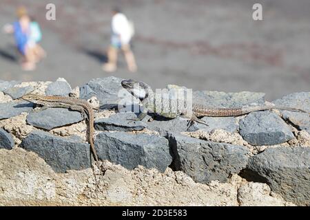 Tenerife Lucertola o Western canarini Lizard (Gallotia galloti), Tenerife, Isole Canarie, Spagna Foto Stock
