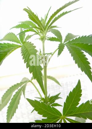 Giovane pianta di cannabis conosciuta anche come marijuana, erba o erbacce, primo piano in controgotola con morbido riflesso sulle foglie Foto Stock