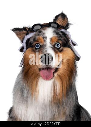 Colpo di testa dello splendido cane Pastore australiano, indossando un cappello pilota. Guardando verso la fotocamera con gli occhi blu chiaro. Isolato su sfondo bianco. Foto Stock