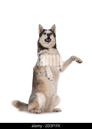 Bellissimo cane Husky giovane adulto, seduto sulle zampe posteriori. Guardando verso l'alto con gli occhi blu chiaro. Bocca aperta. Isolato su sfondo bianco. Zampe anteriori alte in a. Foto Stock