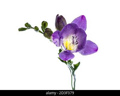 Vista dall'alto del fiore viola frehsia, isolato su sfondo bianco Foto Stock