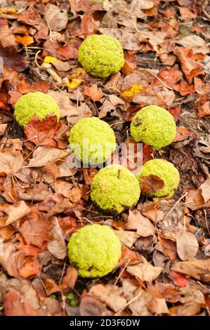 Maclura pomifera tree fruits a terra, comunemente chiamato arancio di oseta, mela siepe, mela cavallo, palla di scimmia. Foto Stock