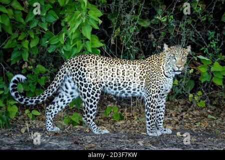 Ritratto orizzontale di un leopardo adulto in piedi da una macchia verde Nel fiume Chobe in Botswana Foto Stock