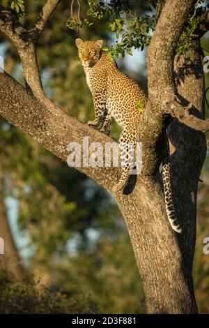 Ritratto verticale di un leopardo adulto in piedi in un albero In luce del sole dorato di mattina in Masai Mara in Kenya Foto Stock