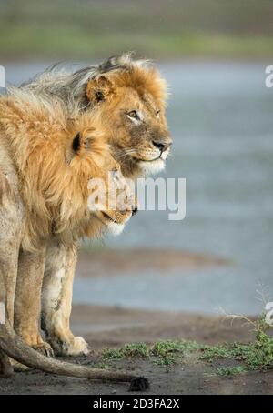 Due leoni maschi in piedi al bordo di acqua in La pioggia a Ndutu in Tanzania Foto Stock