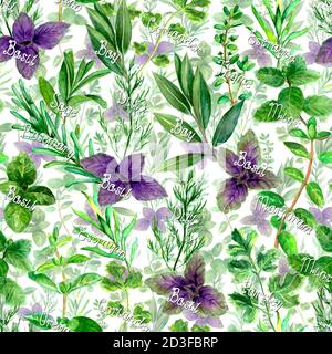 Fragrante cucina erbe aromatiche spezie con nomi acquerello verde fresco senza cuciture motivo su sfondo bianco. Acquerello disegno a mano textur botanica Foto Stock