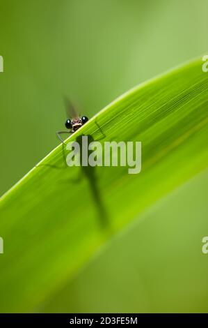 Calopterix damselfly appollaiato su una foglia verde di canna Foto Stock