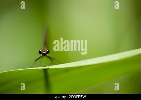 Calopterix damselfly appollaiato su una foglia verde di canna Foto Stock