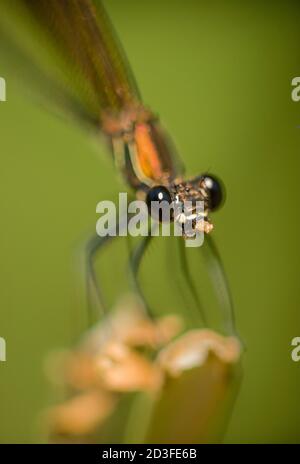 Calopterix femmina damselfly mangiare un piccolo insetto Foto Stock