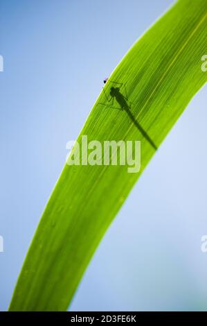 Calopterix damselfly appollaiato su una foglia verde di canna Foto Stock