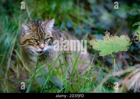 Edimburgo, Regno Unito. Mer 7 Ottobre 2020. Gatto selvatico scozzese (Felis silvestris silvestris) allo Zoo di Edimburgo, Scozia. La specie è elencata come criticamente en Foto Stock