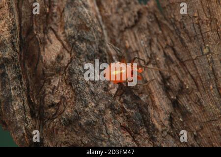 Ragno a pettine, probabilmente Argyrodes Foto Stock