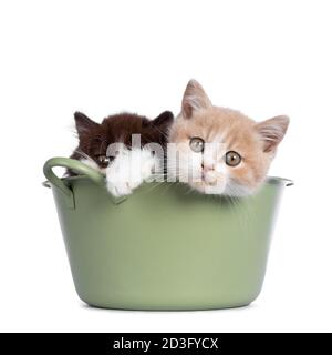 Carino duo di gattini britannici Shorthair / Longhair in vari colori, seduti in una vasca di lavaggio verde. Tutto guardando verso la fotocamera. Isolato su sfondo bianco Foto Stock