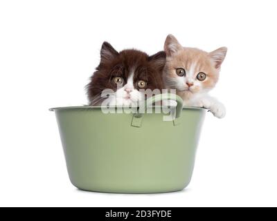 Carino duo di gattini britannici Shorthair / Longhair in vari colori, seduti in una vasca di lavaggio verde. Tutto guardando verso la fotocamera. Isolato su sfondo bianco Foto Stock