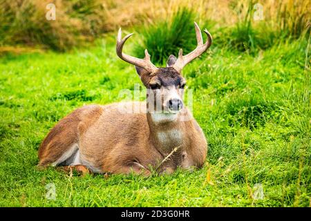 Alaska maschio sitka cervo dalla coda nera primo piano ritratto in estate Foto Stock