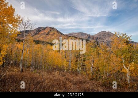 Autunno a colori sunrise, Mount Timpanogos, Montagne Wasatch, Utah Foto Stock