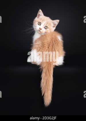 Carino gattino britannico shorthair gatto, seduta indietro sul bordo. Guardando sopra la spalla verso la fotocamera. Isolato su sfondo nero. Foto Stock