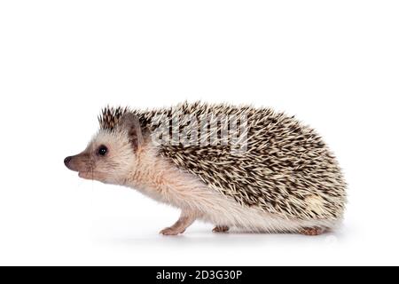 Carino bambino africano pygme hedgehog, in piedi modi laterali. Ooking dritto avanti. Isolato su sfondo bianco. Foto Stock