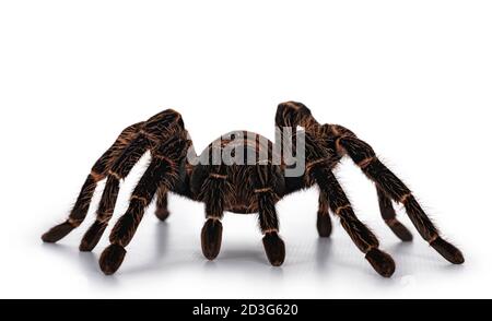 Vista frontale di femmina maturo salmone brasiliano rosa birdeater ragno aka Lasiodara parahybana, in piedi / a piedi verso la fotocamera. Isolato sulla parte posteriore bianca Foto Stock