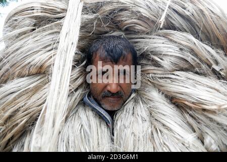 Un commerciante del Bangladesh lo trasporta subito dopo la raccolta dagli agricoltori a Manikganj, in Bangladesh. Foto Stock