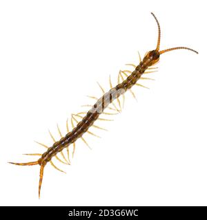 Vista dall'alto del bambino di pochi mesi Centipede a fascia o Etmostigmus Trigonopodus Niger. Isolato su sfondo bianco. Foto Stock