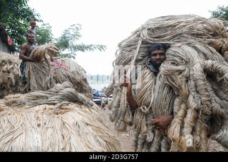 Un commerciante del Bangladesh lo trasporta subito dopo la raccolta dagli agricoltori a Manikganj, in Bangladesh. Foto Stock