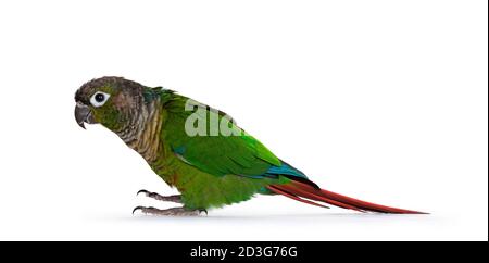 Uccello di Pirrhura verde cheeky, in piedi lungo le vie laterali su superficie piatta. Guardando dritto. Isolato su sfondo bianco. Foto Stock
