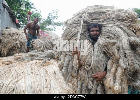 Un commerciante del Bangladesh lo trasporta subito dopo la raccolta dagli agricoltori a Manikganj, in Bangladesh. Foto Stock