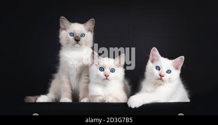 Gruppo di tre gattini di gatto Ragdoll seduti e stendendosi su una fila. Il tutto guardando verso la fotocamera con gli occhi blu ipnotizzanti. Isolato su sfondo nero. Foto Stock