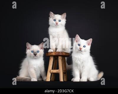 Gruppo di tre gattini di gatto Ragdoll seduti sopra e accanto a piccolo sgabello di legno. Il tutto guardando verso la fotocamera con gli occhi blu ipnotizzanti. Isolato su nero Foto Stock