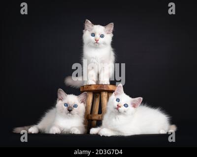 Gruppo di tre gattini di gatto Ragdoll in piedi e adagiato accanto a poco sgabello di legno. Il tutto guardando verso la fotocamera con gli occhi blu ipnotizzanti. ISOL Foto Stock