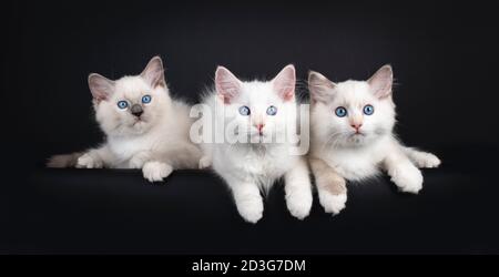 Gruppo di tre gattini di gatto ragdoll che si stendono su una fila. Il tutto guardando verso la fotocamera con gli occhi blu ipnotizzanti. Isolato su sfondo nero. Foto Stock