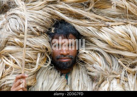 Un commerciante del Bangladesh lo trasporta subito dopo la raccolta dagli agricoltori a Manikganj, in Bangladesh. Foto Stock