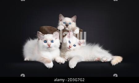 Gruppo di tre gattini di gatto Ragdoll seduti in en e davanti alla borsa di pelle marrone. Il tutto guardando verso la fotocamera con gli occhi blu ipnotizzanti. Isolato su Foto Stock