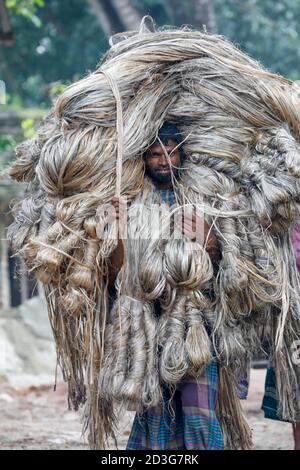 Un commerciante del Bangladesh lo trasporta subito dopo la raccolta dagli agricoltori a Manikganj, in Bangladesh. Foto Stock