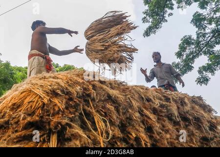 I commercianti del Bangladesh caricano la iuta su un veicolo a Manikganj, Bangladesh. Foto Stock