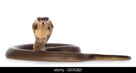 Cobra monocled adulto aka Naja kaouthia serpente, in posizione di difesa. Isolato su sfondo bianco. Foto Stock