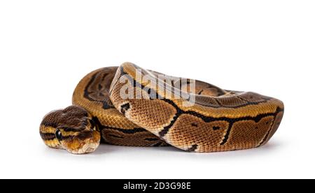 Pinstripe Ballpython serpente aka Python regius, curled up. Fotocamera dettagliata per la testa. Isolato su sfondo bianco. Foto Stock