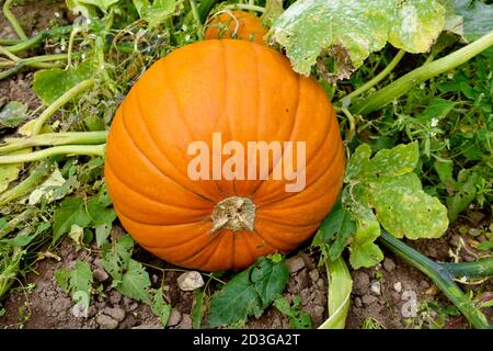 primo piano di zucca grande arancione brillante che cresce in zucca campo all'aperto sotto il sole d'autunno Foto Stock