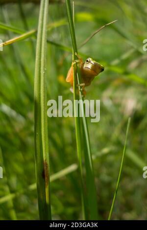 Rana giovane, Hyla arborea, su foglie d'erba Foto Stock