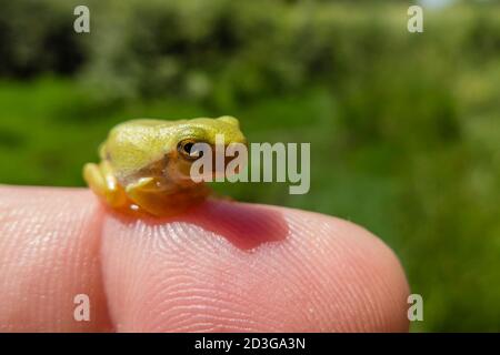 Giovane treefrog, Hyla arborea, sul dito umano Foto Stock