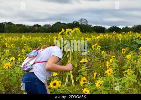 Adolescente ragazza piegando girasoli raccolta fuori in campo di girasoli in primo sole autunno, indossando t-shirt e jeans con grazioso zaino Foto Stock