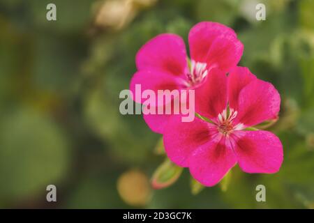 Primo piano immagine dei bellissimi fiori di Geranio. Foto Stock