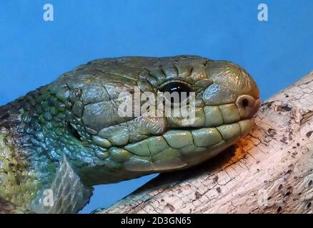 Lizard Head in Branch Foto Stock