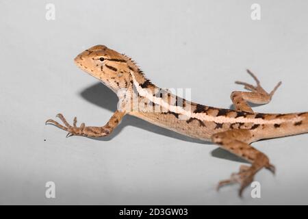 Bronchocela Jubata o Maned Forest Lizard o Bunglon Surai o Bunglon o Londok nel terreno con testa rossa e corpo marrone. Lucertola locale da indonesi Foto Stock