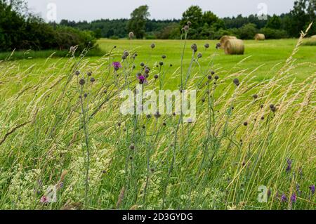 Erba falciata in rotoli sul campo contro lo sfondo di fiori di mais. Foto Stock