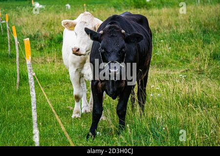 Grandi mucche bianche e nere pascolano sul campo all'aperto. Foto Stock