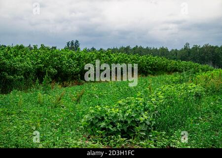 File di cespugli di ribes nero con bacche verdi sui rami. Foto Stock