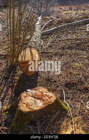 Albero di betulla segato sul pavimento della foresta Foto Stock